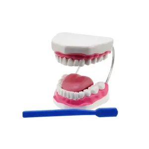 Diş Fırçalama Modeli