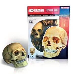 4D Master İnsan Kafatası Maketi 1:2