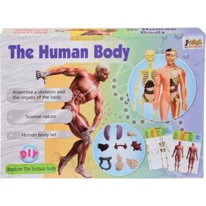 İnsan Vücudu Eğitim Seti